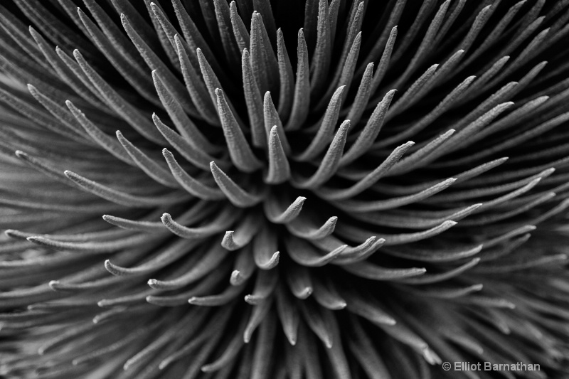 Silversword 5