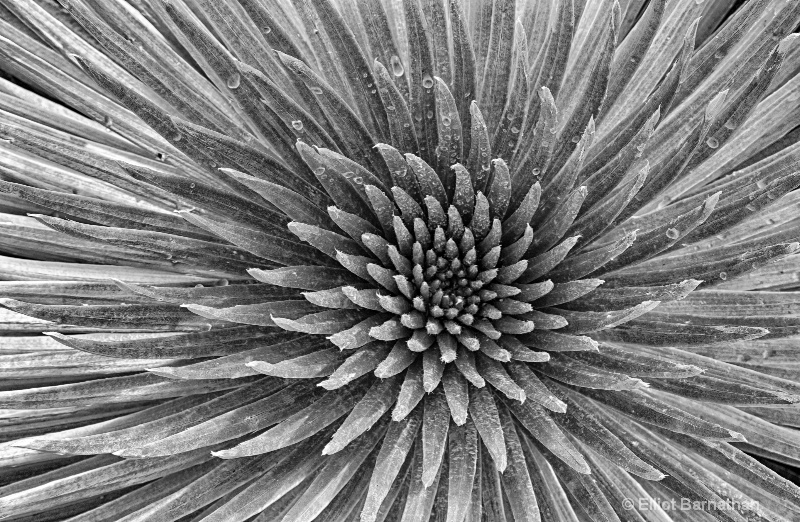 Silversword 4