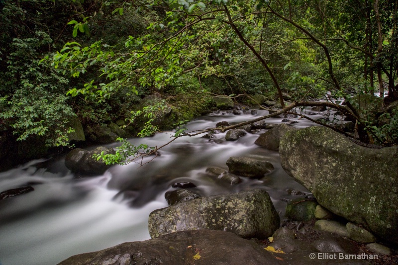 Maui Rain Forest