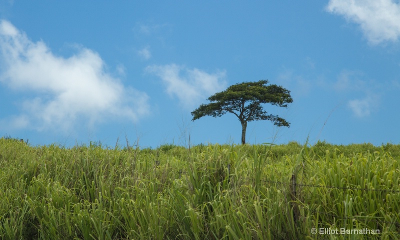 Oahu tree