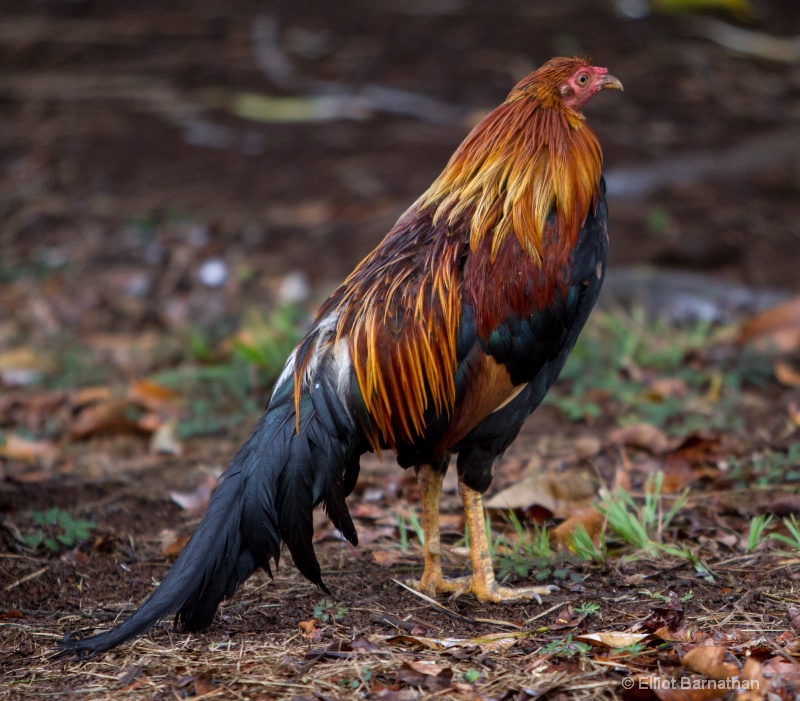 WIld Chickens