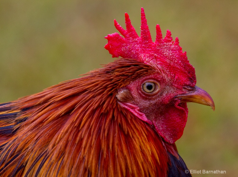 Rooster Profile