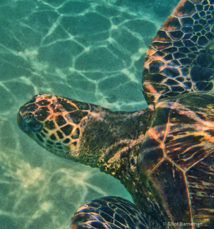 Sea Turtle 3