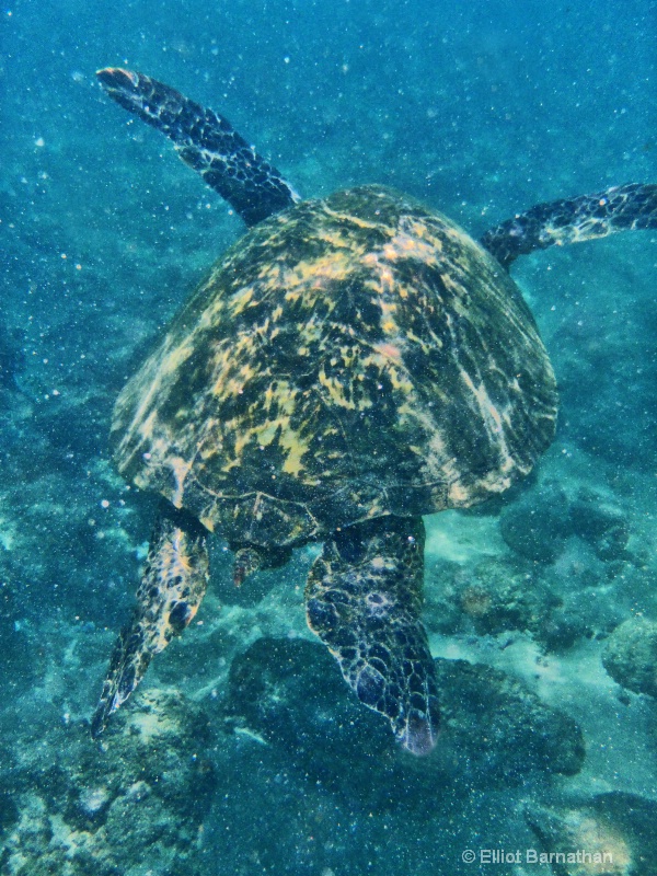 Sea Turtle 2