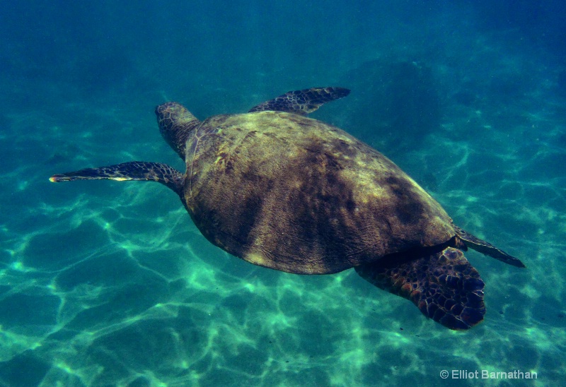 Sea Turtle