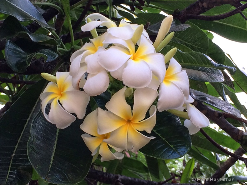 Hawaiian Flowers 20