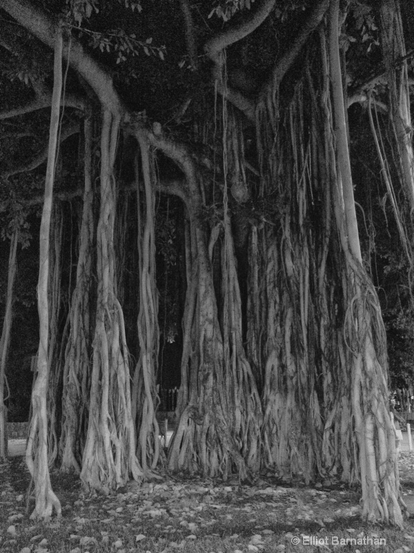 Waikiki Trees 2