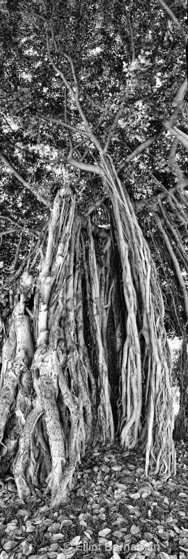 Waikiki Trees 1