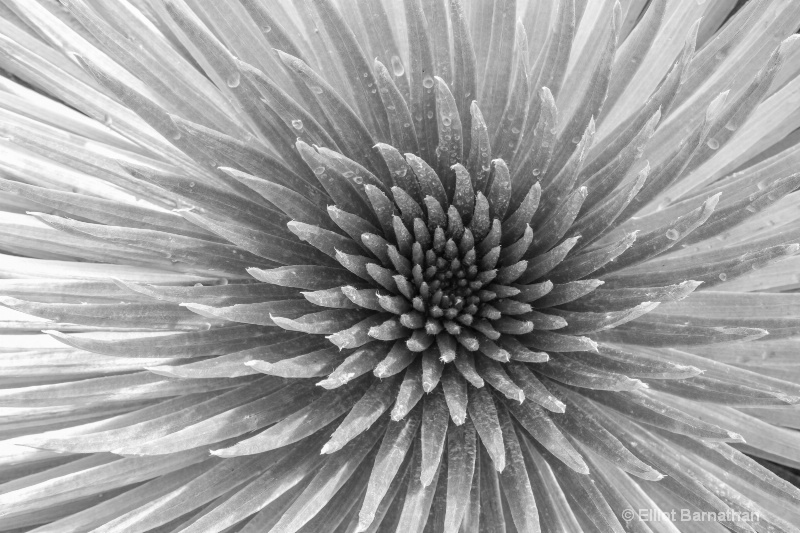 Silversword 7