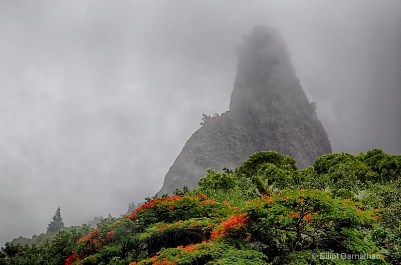 Maui Rainforest 2