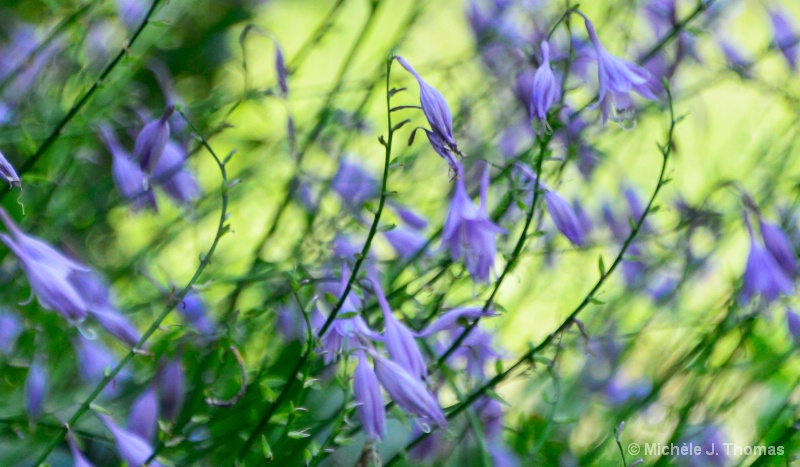 Purple Flowered Hosta !