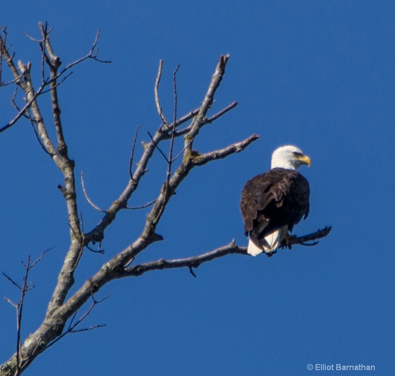 Bald Eagle 6