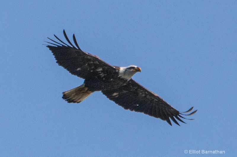 Bald Eagle 5