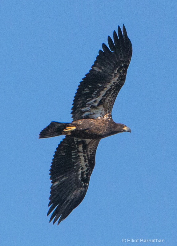 Juvenile Bald Eagle 2