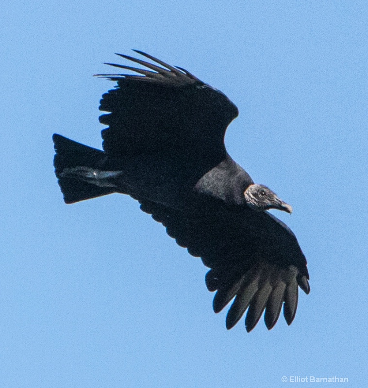 Vulture