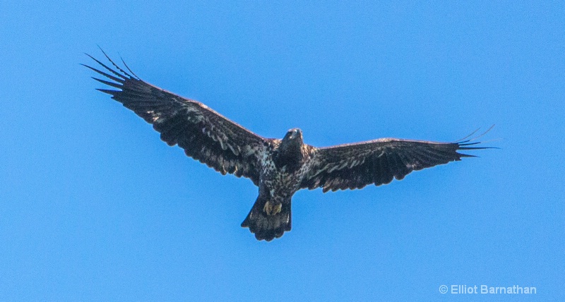 Juvenile Bald Eagle 1