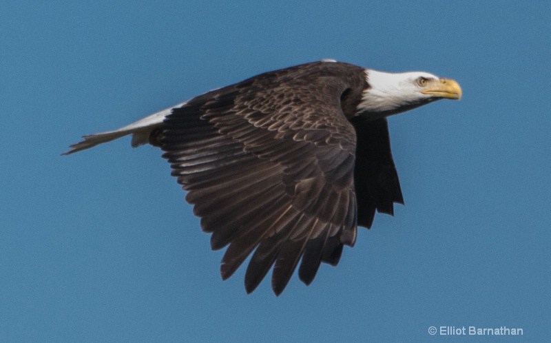 Bald Eagle 5