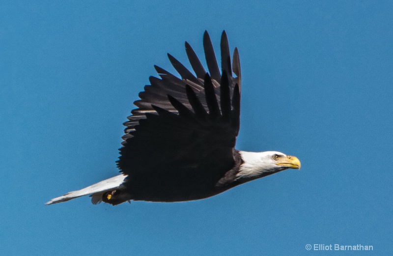 Bald Eagle 4