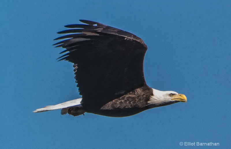 Bald Eagle 3