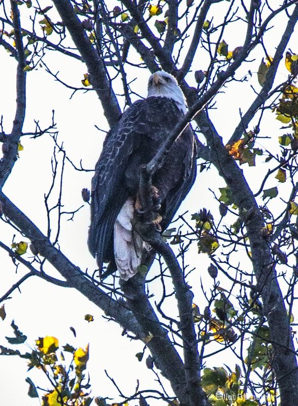 Bald Eagle 2