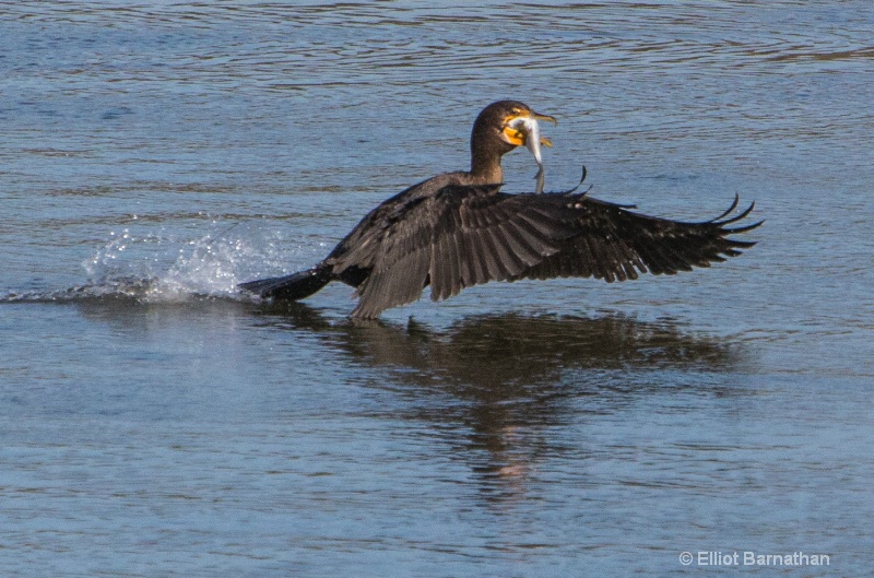 Cormorant 20