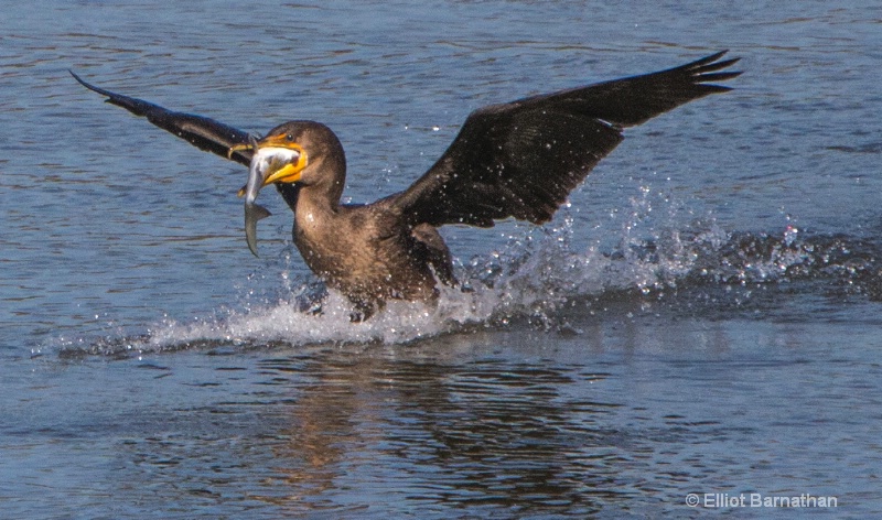 Cormorant 18