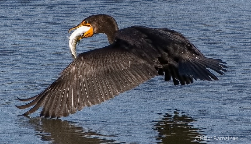 Cormorant 11