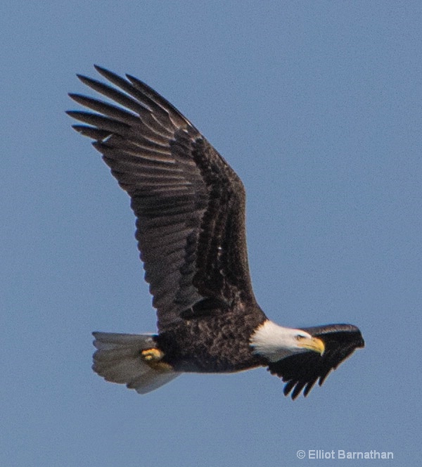 Bald Eagle 2