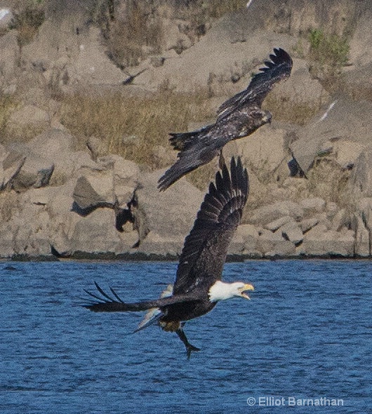 Adult and Juvenile Bald Eagles