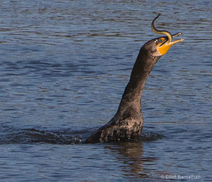 Cormorant 9