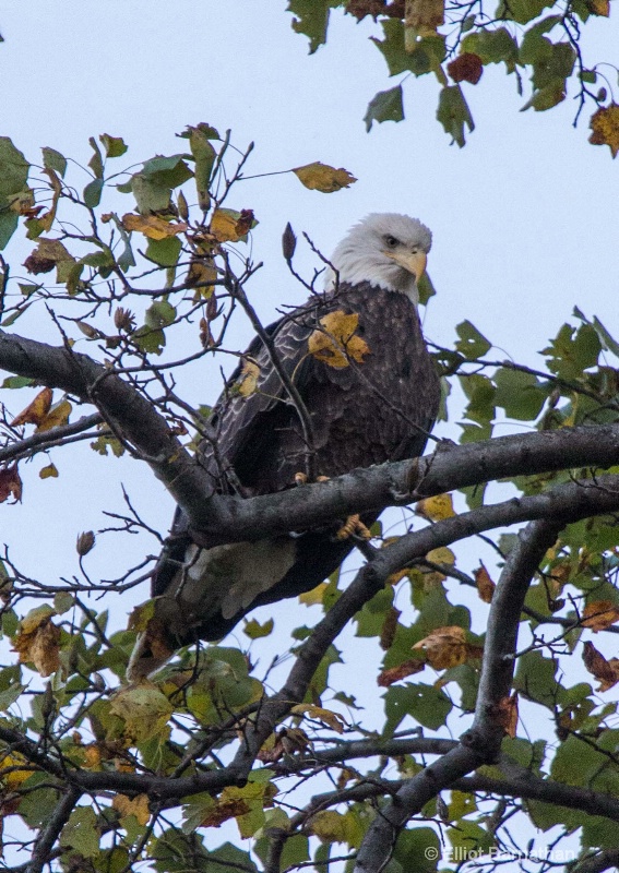 Bald Eagle 1