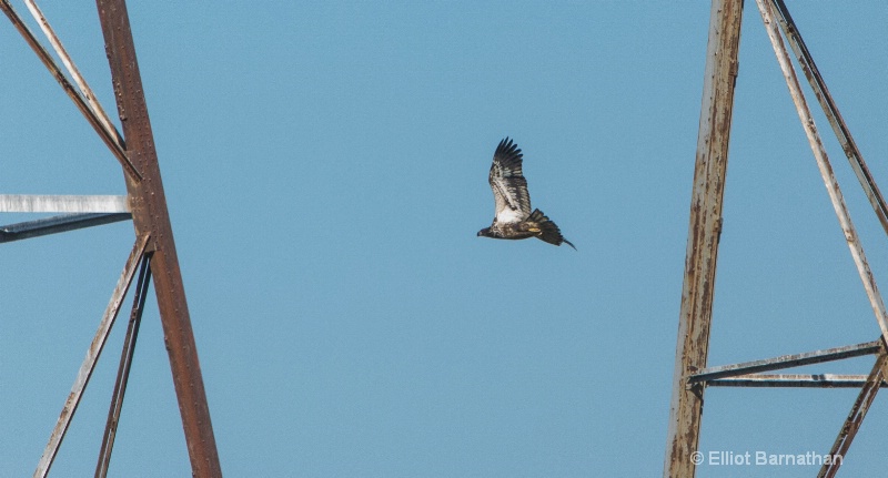 Juvenile Bald Eagle