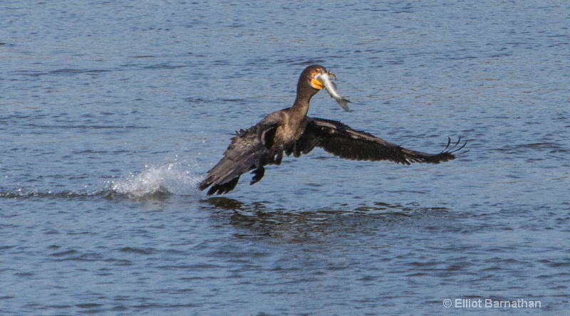 Cormorant 4