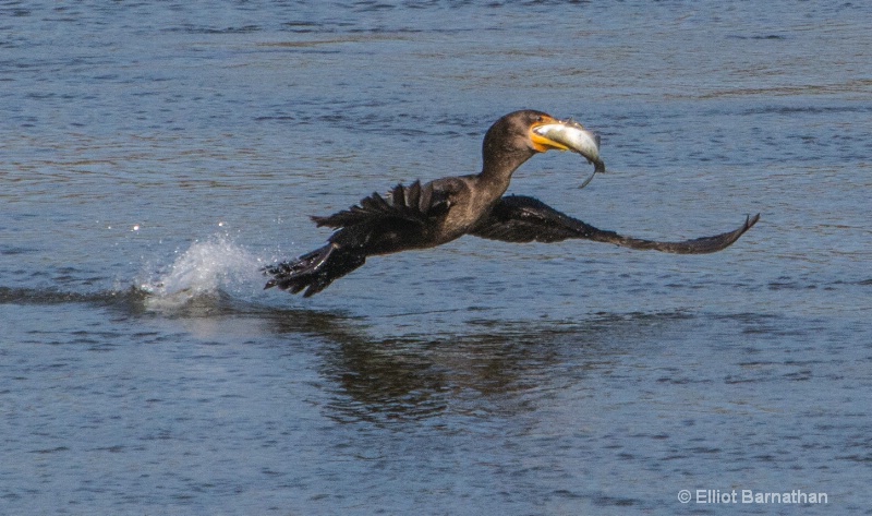 Cormorant 3