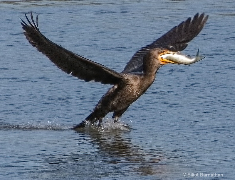 Cormorant 2