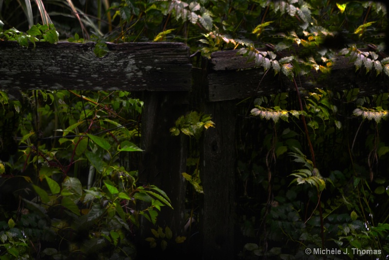 The Old Backyard Gate !.