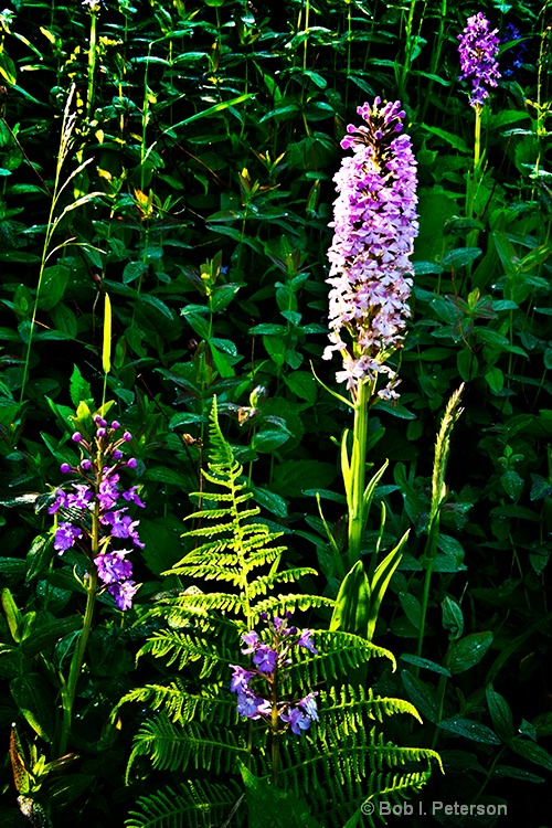 purple fringed orchid