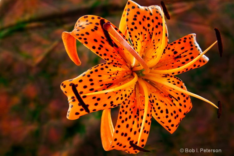 turk cap lily