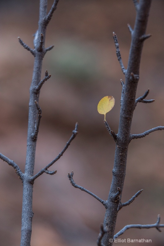 Zion Patterns 12