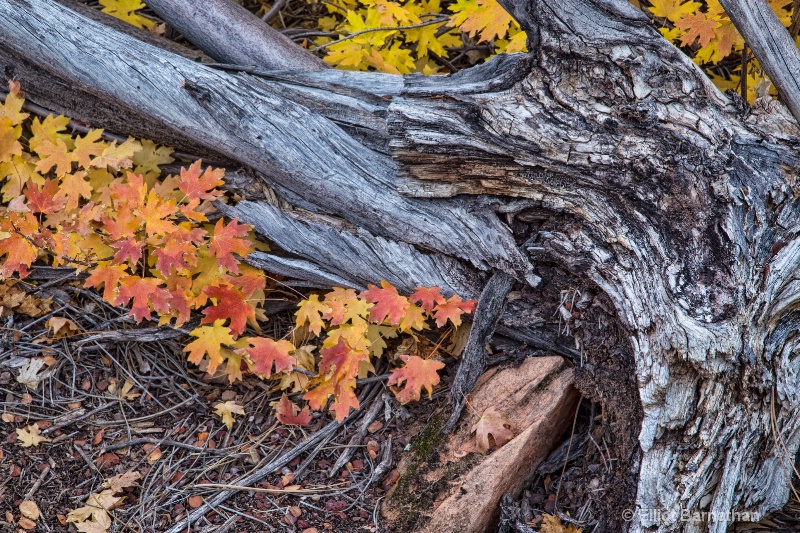 Zion Patterns 1