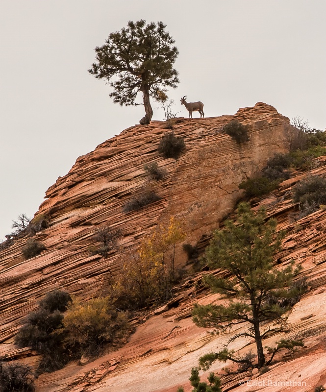 Zion Wildlife 9