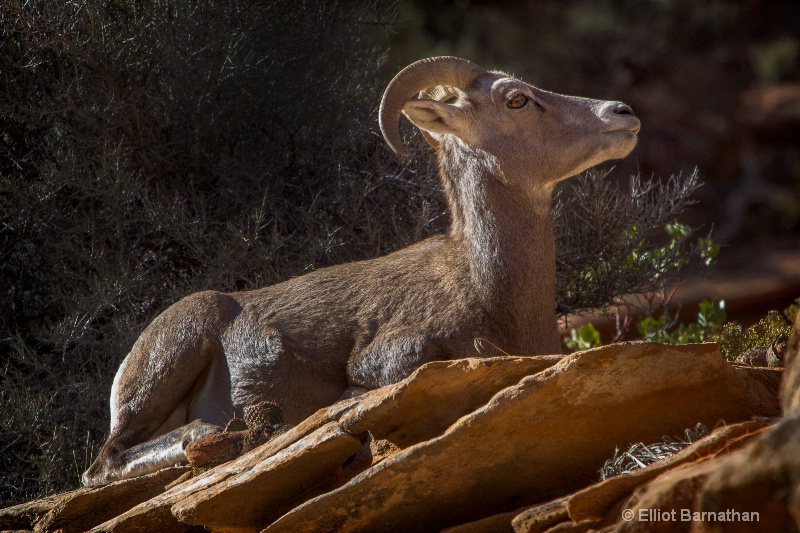 Zion Wildlife 8