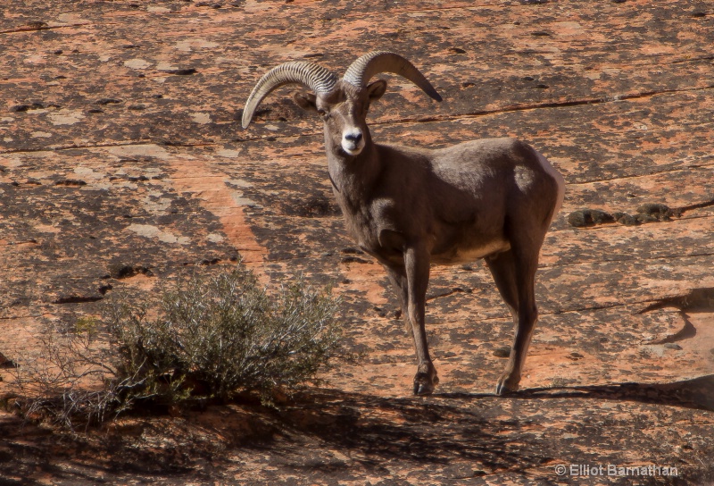 Zion Wildlife 7