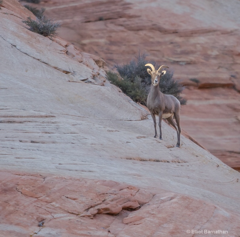 Zion Wildlife 5