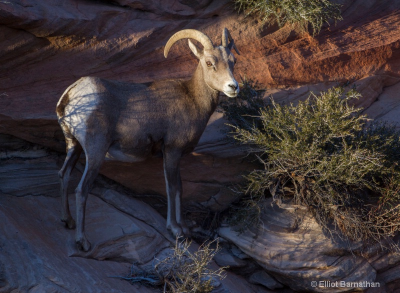 Zion Wildlife 3