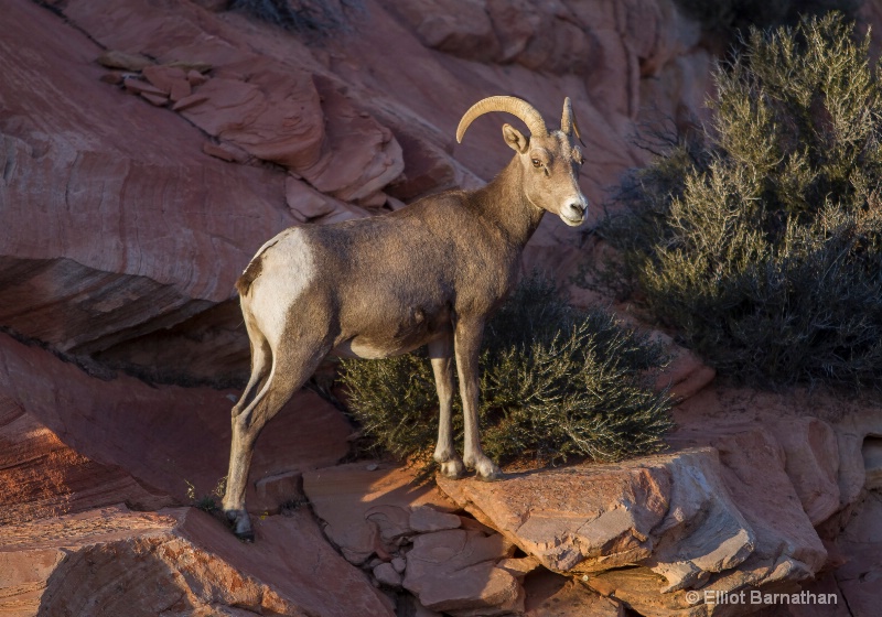 Zion Wildlife 2