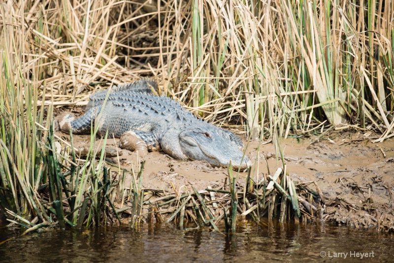 Crocodile at Brookgreen Gardens, South Carolina