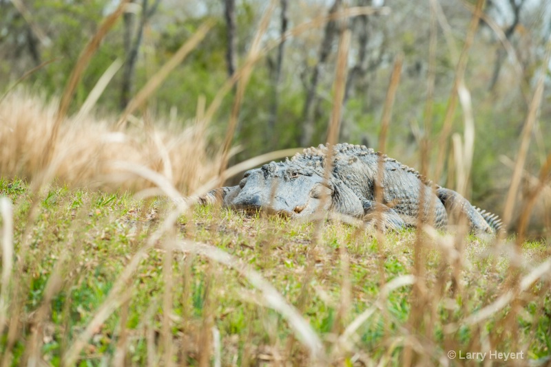 Crocodile at Brookgreen Gardens, South Carolina