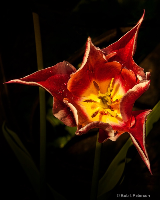 tulip from above