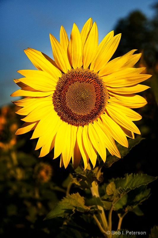 Sunflower poses